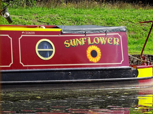 Photo 6x4 stern sunflower - photo, 'sunflower'