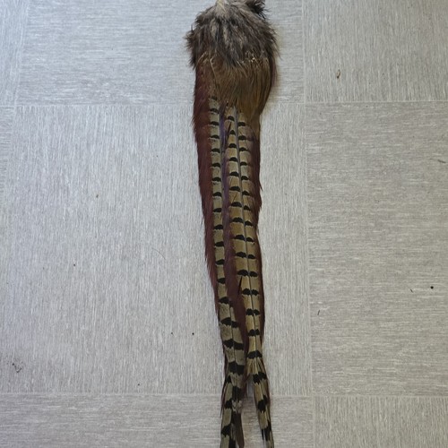 Pheasant tail