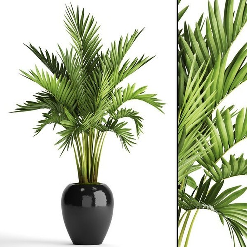 Kentia palm howea - 60,