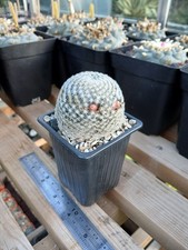 Mammillaria lasiacantha - own