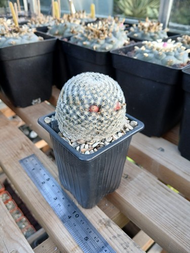Mammillaria lasiacantha own - -,