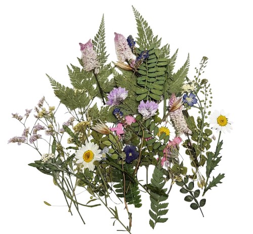 Natural dried pressed - natural,