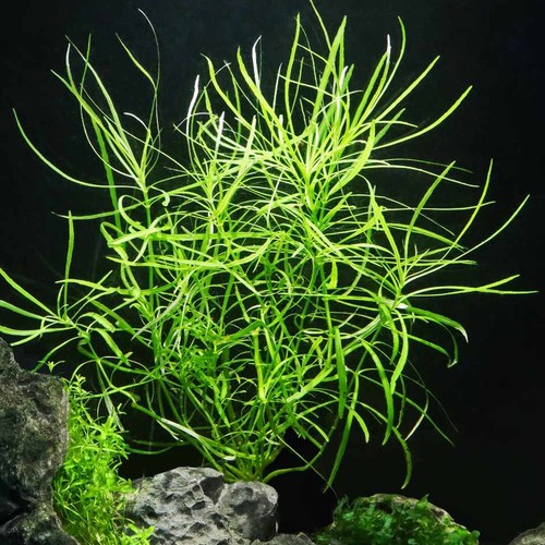 Pogostemon octopus live - pogostemon,