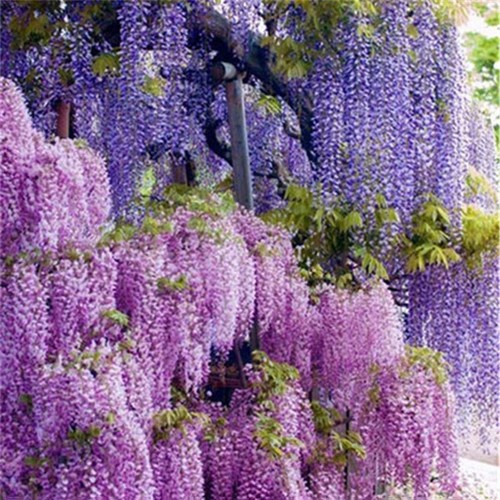 40pcs purple dragon - purple, chinese