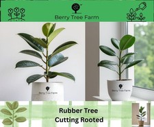 Ficus Robusta, Rubber Plant