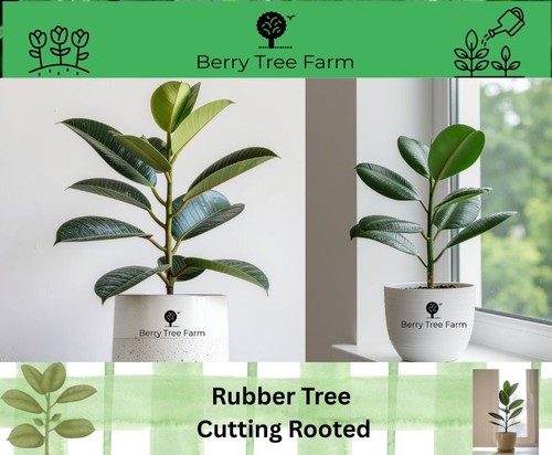 Ficus robusta rubber - ficus, robusta,