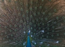 Peafowl Hatching Egg. Variety