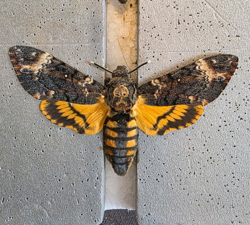 Acherontia atropos death - acherontia, head
