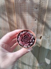 Outdoor Succulent Garden
