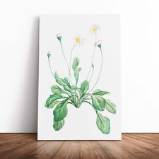 Daisy Flowers Vintage
