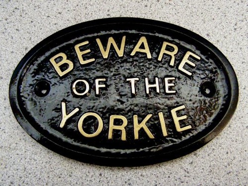 Yorkshire terrier yorkie - yorkie,