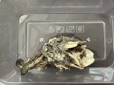 Mummified Rabbit Skull