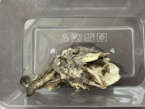 Mummified rabbit skull - rabbit,