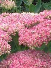 1 new Pink (Ice Plant) sedum plant,fast growing plant-plant now Hardy Perennial.