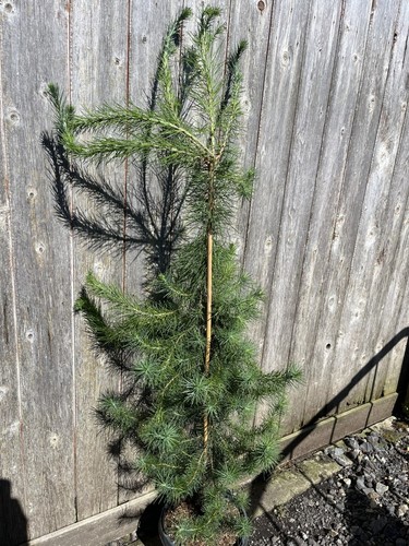 Aleppo pine 100 - aleppo,