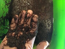 Premium Live Blackworms - FREE