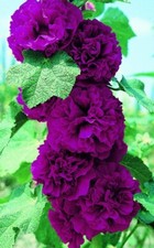 15 Chater's Violet Double Hollyhock Seeds