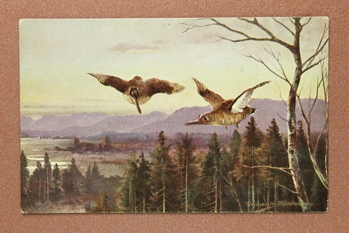 Schepfe woodcock becasse sipe - schepfe,