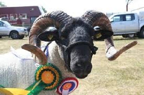 Ewe lamb halters - ewe/lamb, for