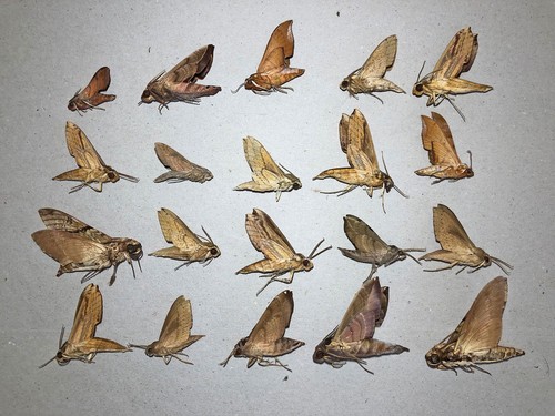 Sphingidae mixed lot nr - lot,