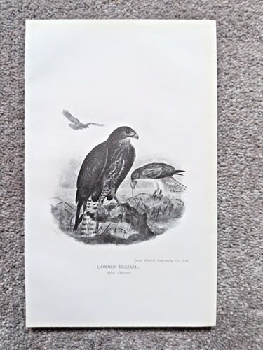 Common buzzard the alps - a,