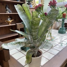 20cm Aechmea Fasciata Primera Bromeliad Plant in a Pot Pink Urn Plant Houseplant