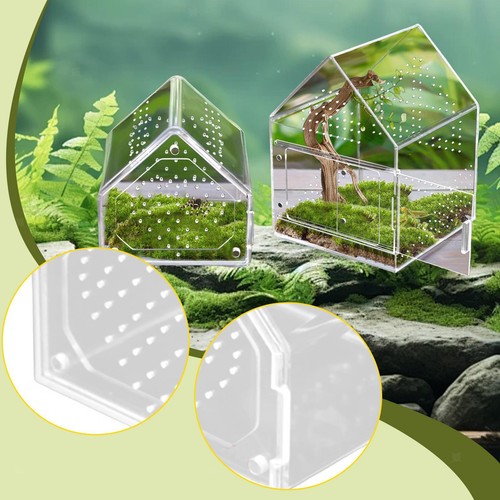 Jumping spider enclosure - spider,