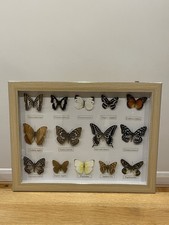 Set Of 14 Framed Butterflies