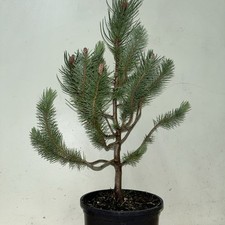Stone Pine/Umbrella Pine/