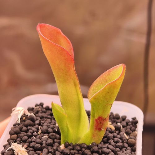 Heliamphora exappendiculata - heliamphora,