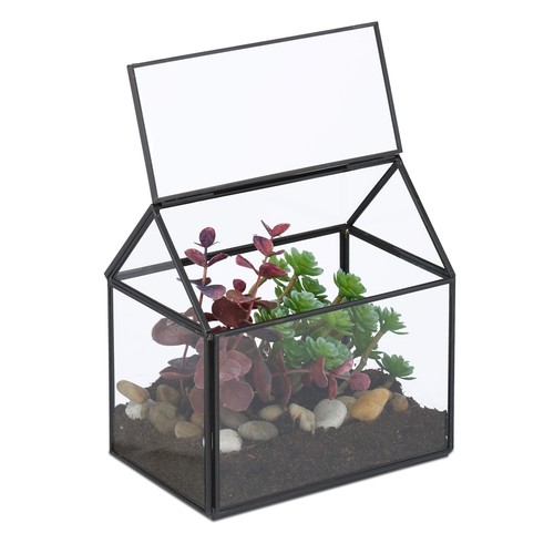 Plant terrarium succulent - plant,