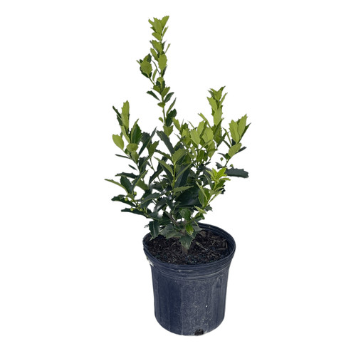 Oakland holly tree ilex - oakland,