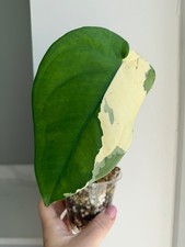 Large Syngonium Chiapense Albo