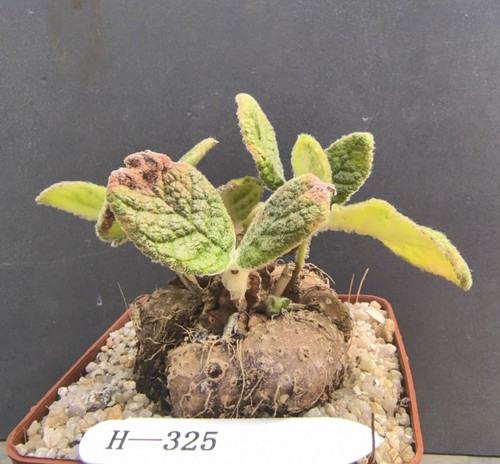Rarelive house plant - house,