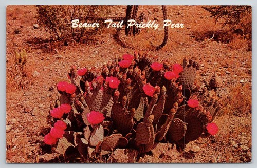 Postcard arizona beaver tail - postcard,