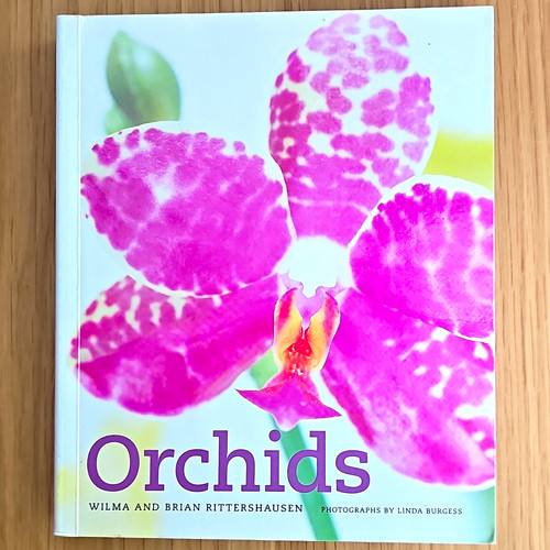 Orchids wilma brian - wilma,