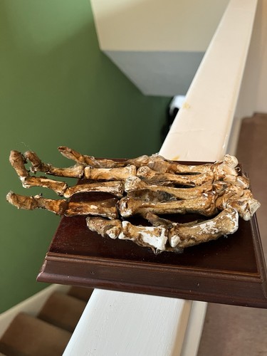 Taxidermy model mummified hand - model,
