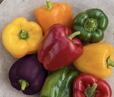 Sweet pepper  x12 PLUG PLANTS