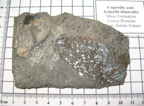 Permian fish fossil - , aeduella