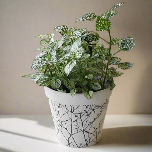 White polka dot plant - white,