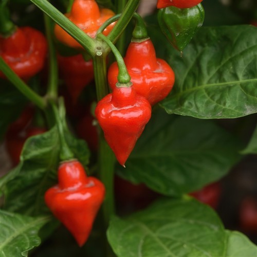 Chilli pepper spinning tops - spinning,