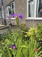 Iris Ensata Japanese Iris Young Plant “Loyalty” One Fan Division.