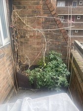 Garden Planter with Trellis Patio heritage tomato Pot Planter Box Flower Box 