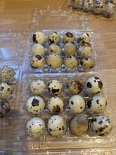 Quail eggs pack - eggs,, for