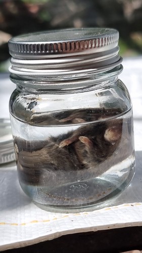 Mouse wet specimen taxidermy - ,