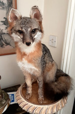 Taxidermy north American swift