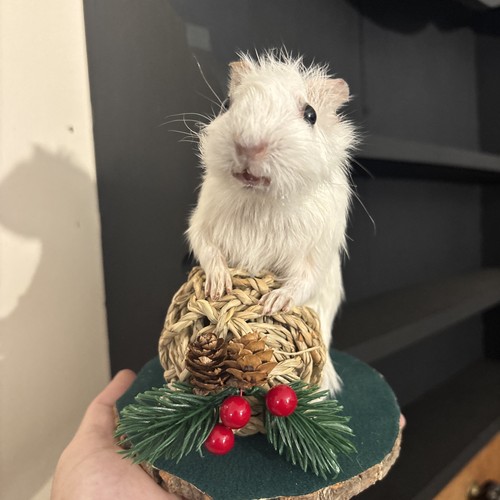Taxidermy baby guinea - baby,