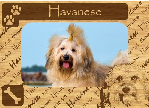 Havanese paws engraved wood - havanese,