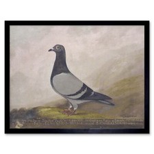 Painting animal pigeon dove - pigeon,