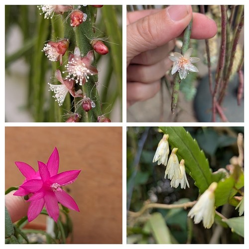 Rhipsalis and other